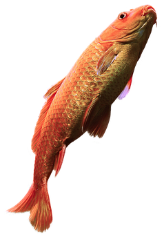 Red Arowana Fish Black Background PNG