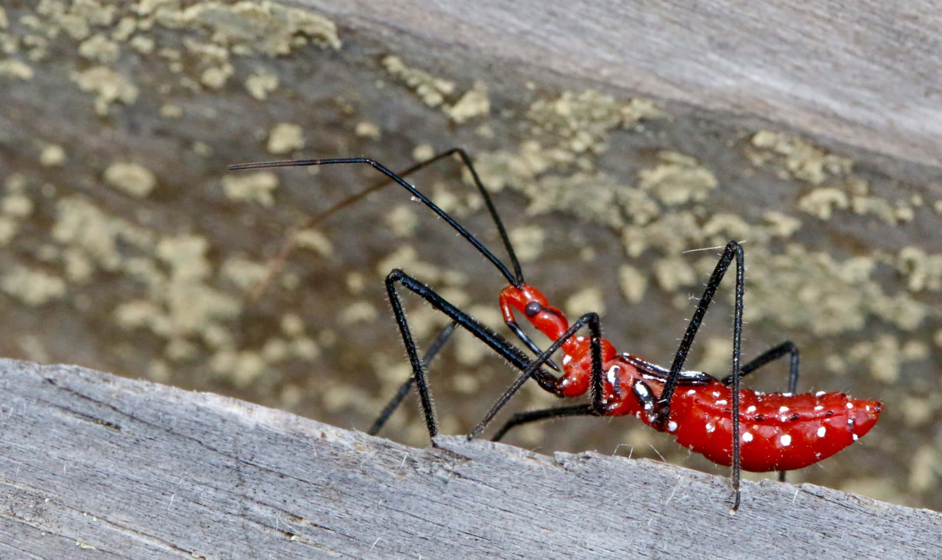 Red Assassin Bug On Wood Wallpaper