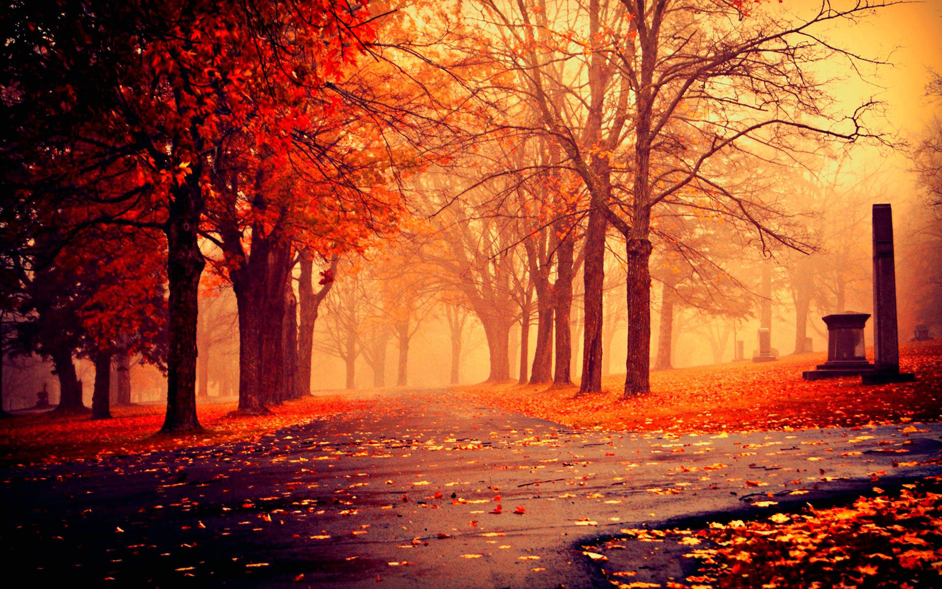 Country road surrounded by red trees and fallen leaves, dreamy and scenic background.