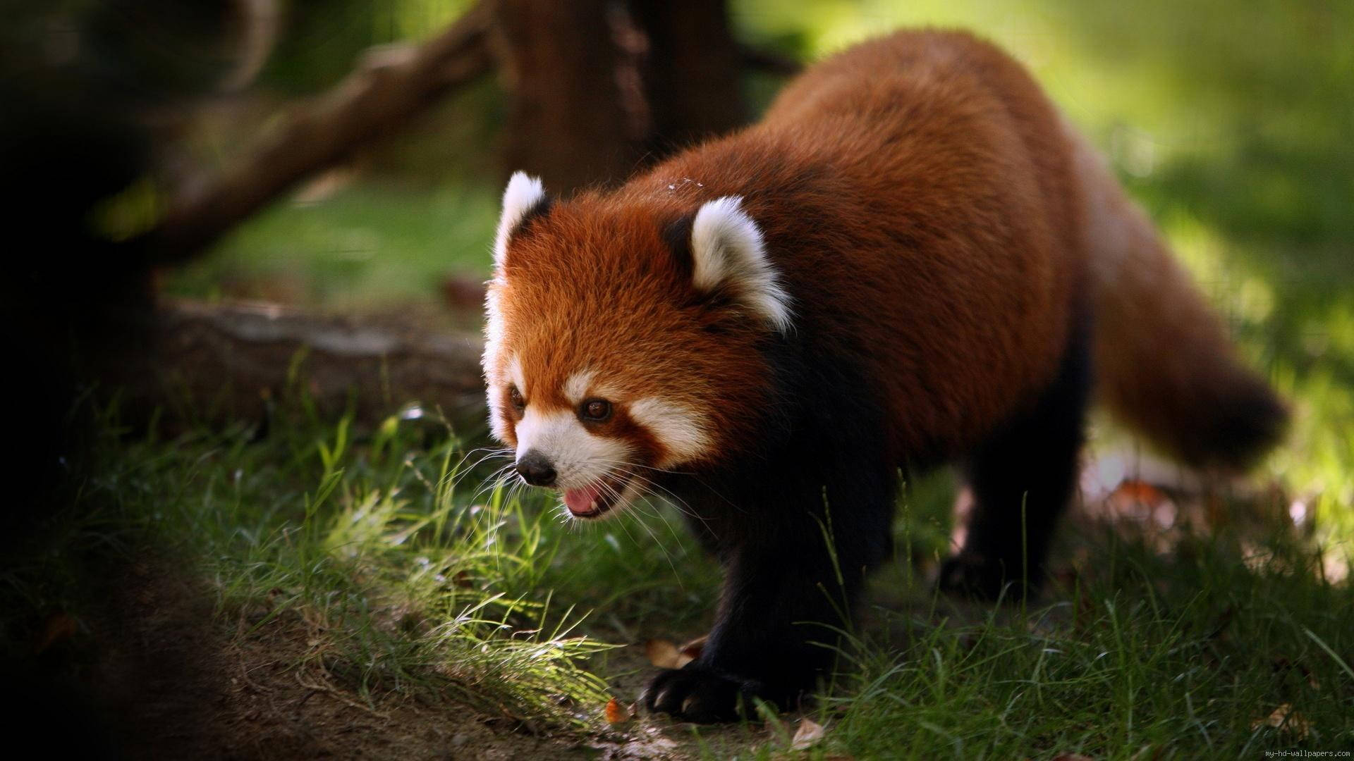 Red Baby Panda Fox