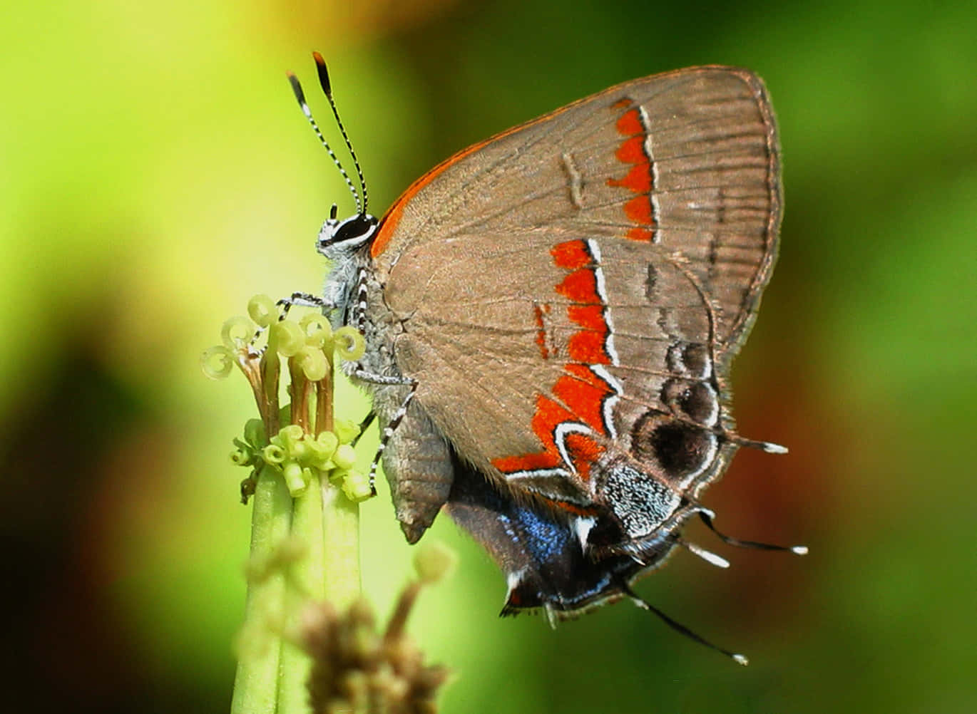 Red Banded Hairstreak Butterfly Wallpaper