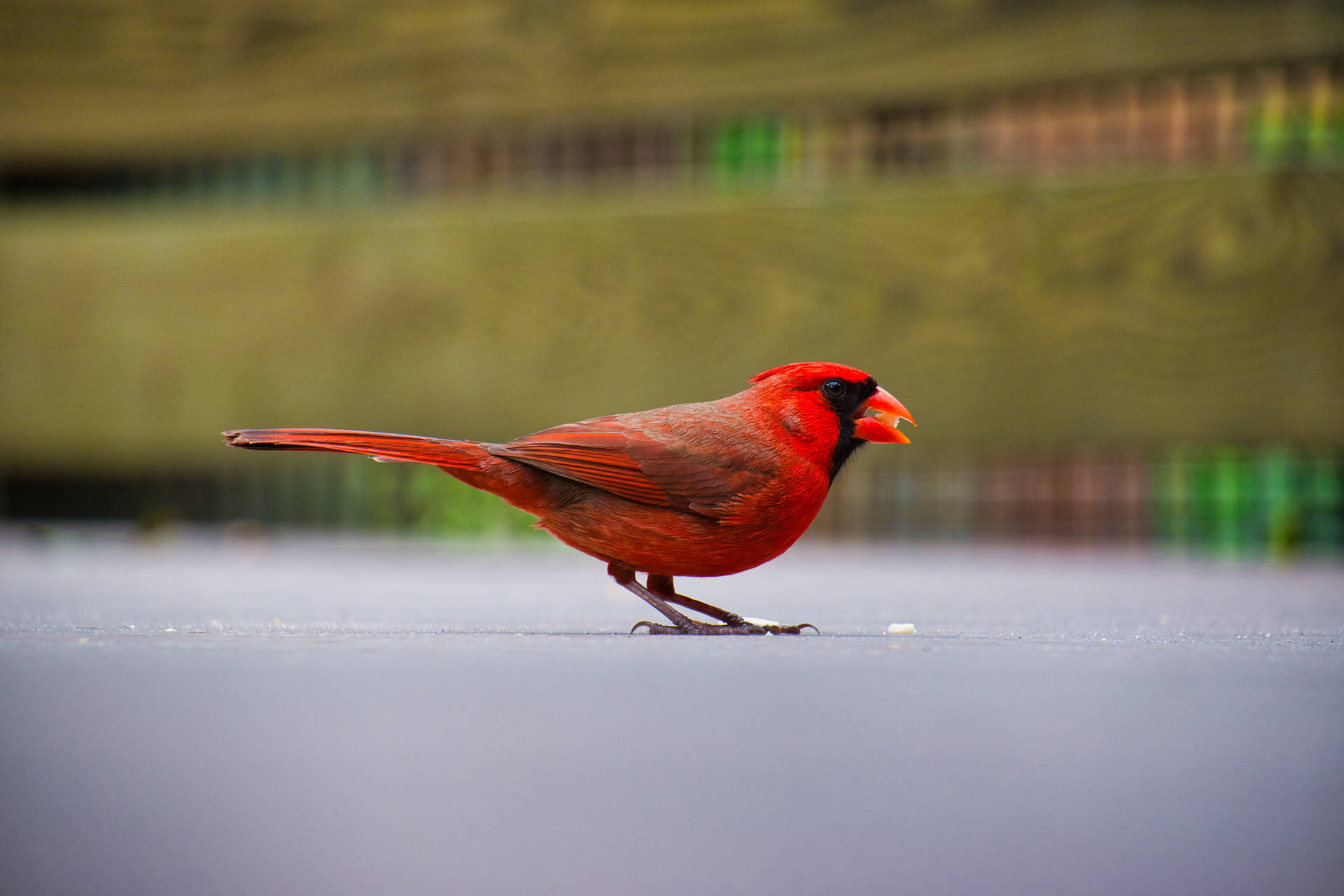 Red Beautiful Birds