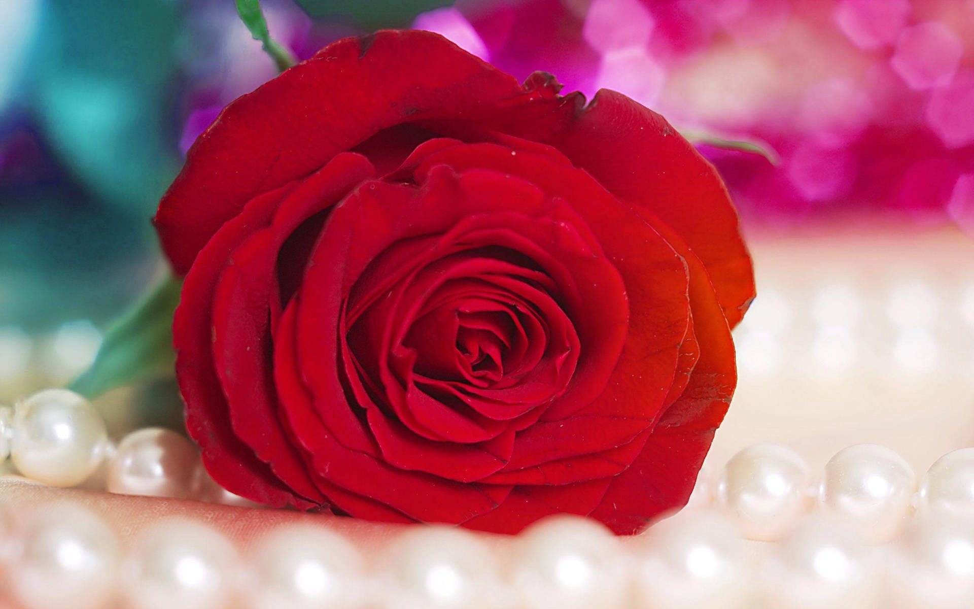 Red Beautiful Rose Hd On Pearls