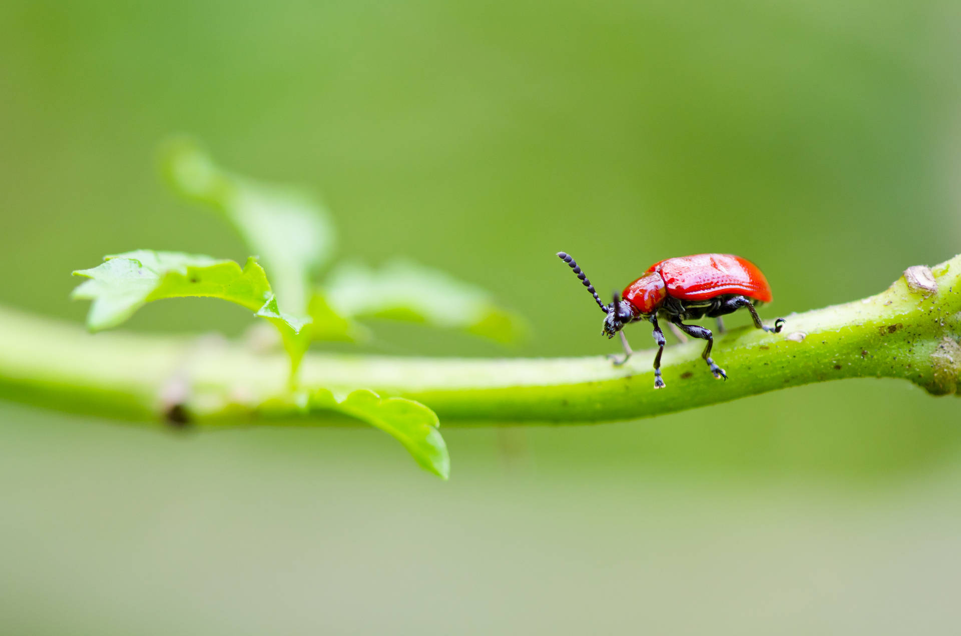 Red Beetle Crawling On A Branch Wallpaper