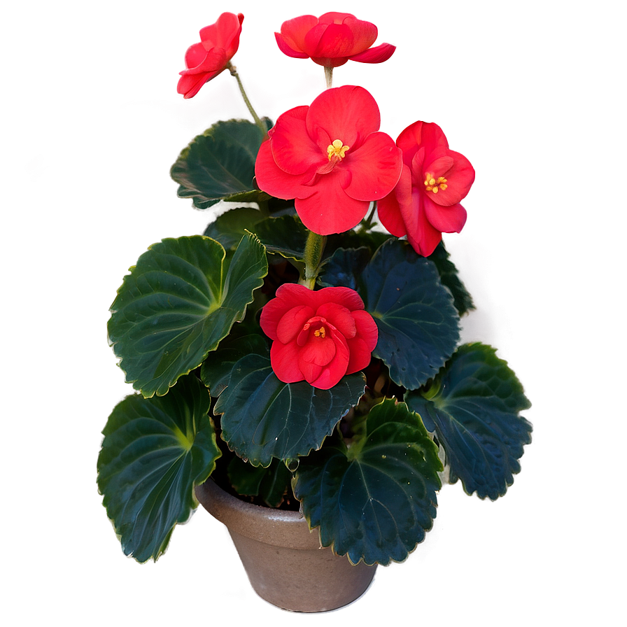 Download Red Begonias Beauty Png Buf | Wallpapers.com