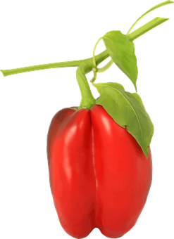 Red Bell Pepperon Black Background.jpg PNG
