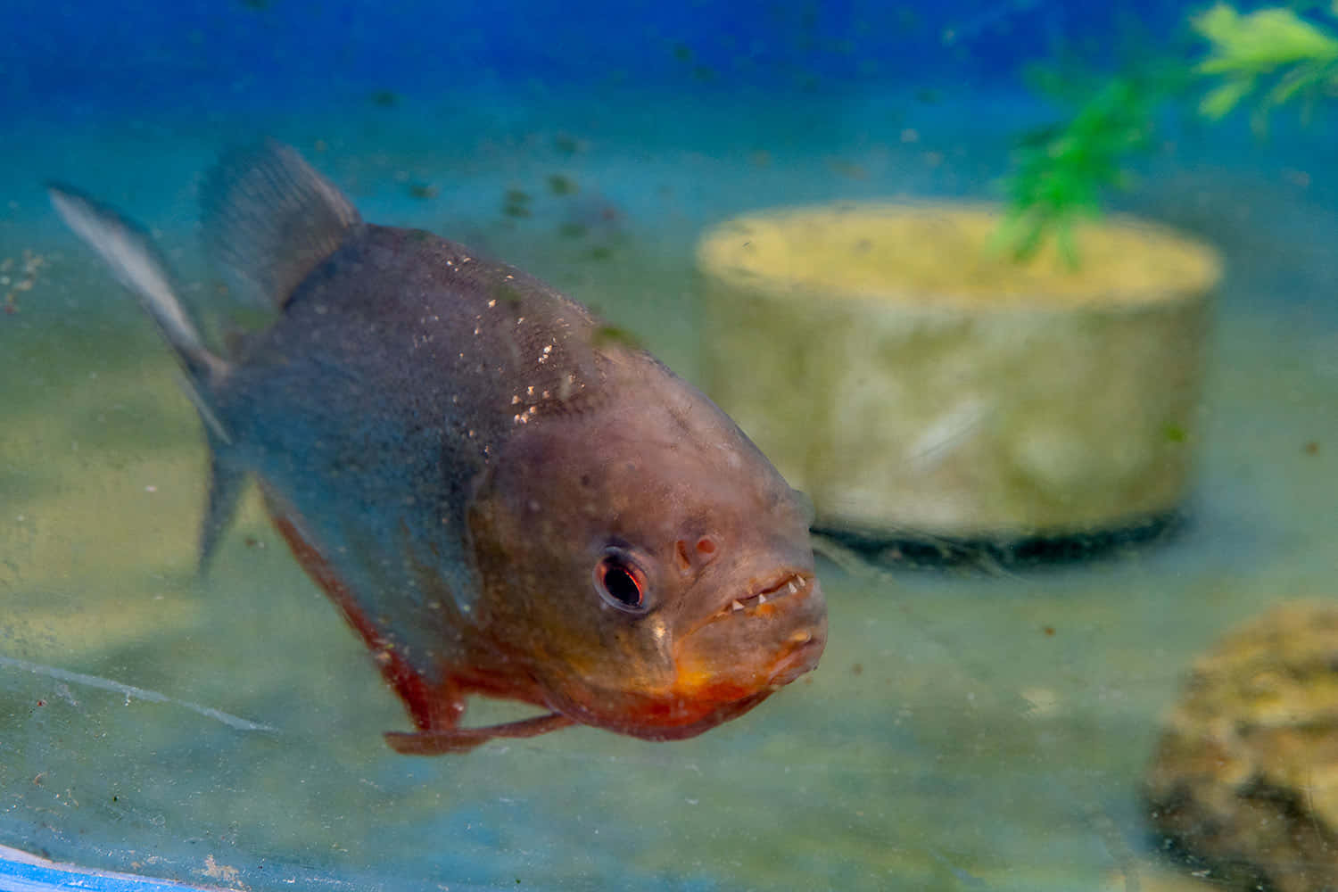 Red Bellied Piranha In Aquarium.jpg Wallpaper