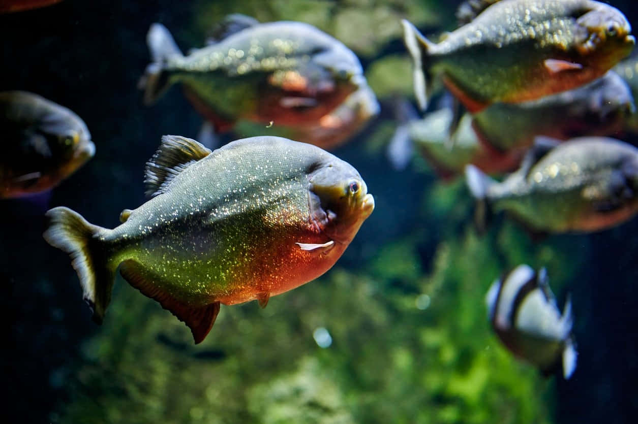 Red Bellied Piranhas Schooling Underwater.jpg Wallpaper