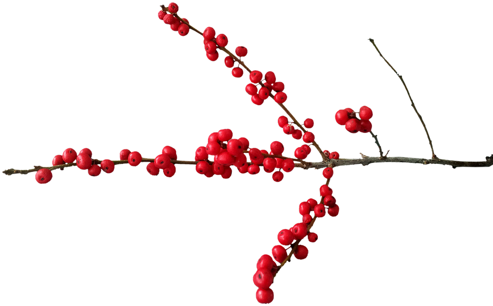 Red Berries Branch Transparent Background PNG