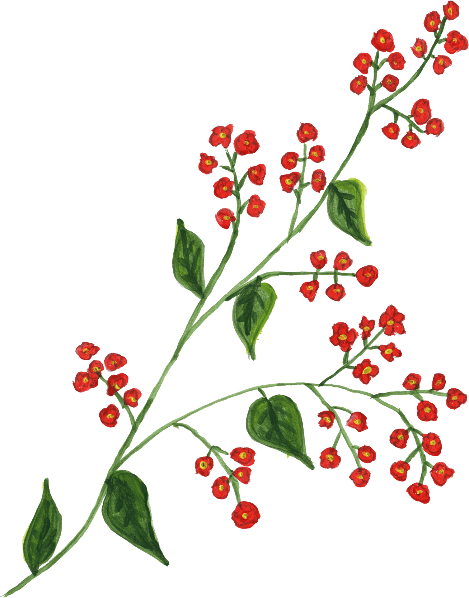 Red Berries Green Leaves Branch Illustration PNG