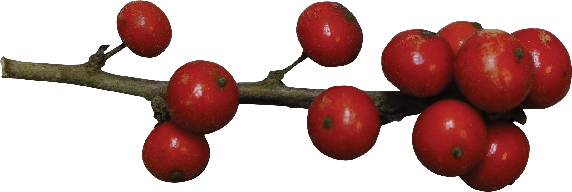 Red Berrieson Branch PNG