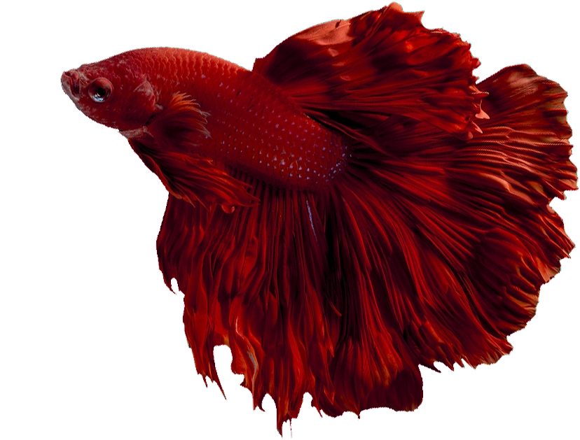 Red Betta Fish Elegant Swim PNG