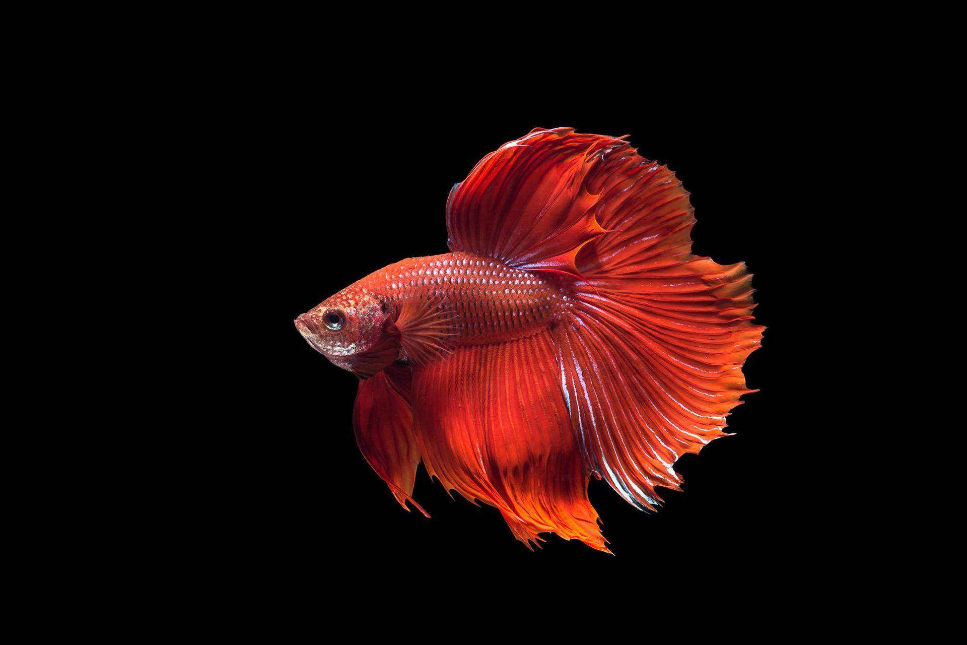 Red Betta Fish Wallpaper