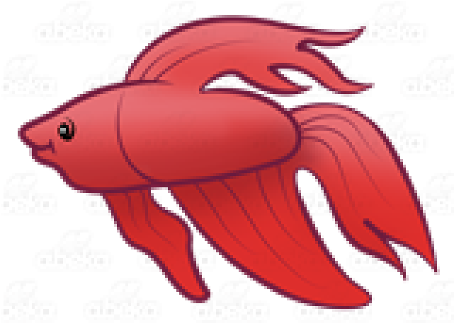 Red Betta Fish Illustration PNG
