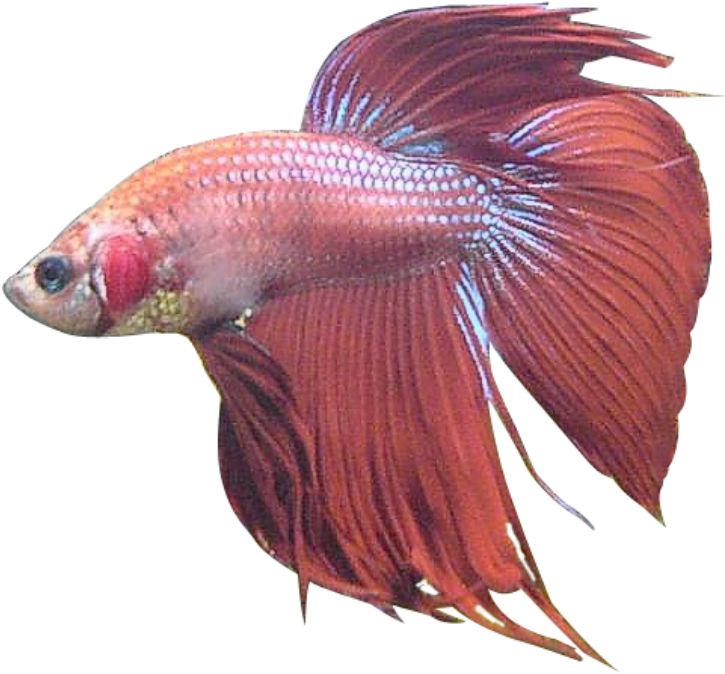 Red Betta Fish Swimming PNG
