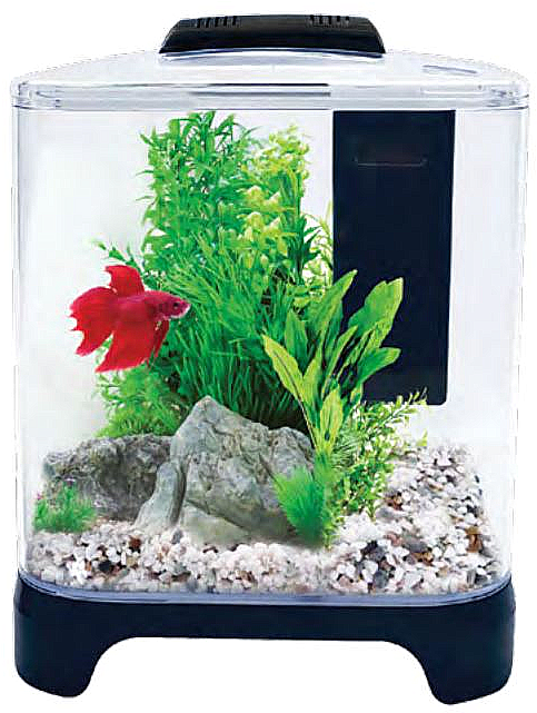 Download Red Betta Fishin Aquarium | Wallpapers.com