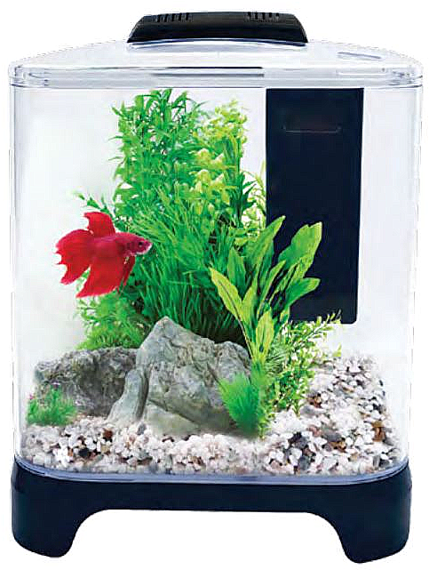 Red Betta Fishin Aquarium PNG