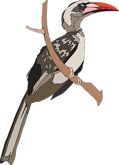 Red Billed Hornbill Illustration PNG