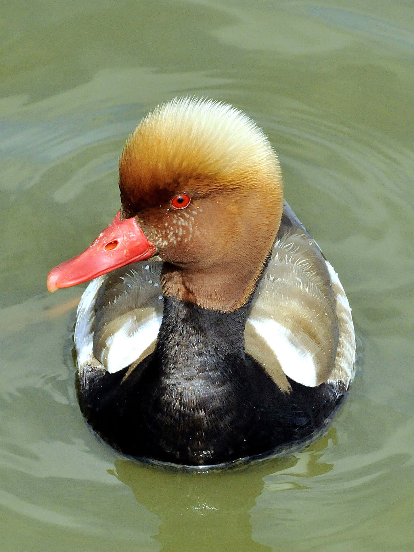 [100+] Pochard Wallpapers | Wallpapers.com