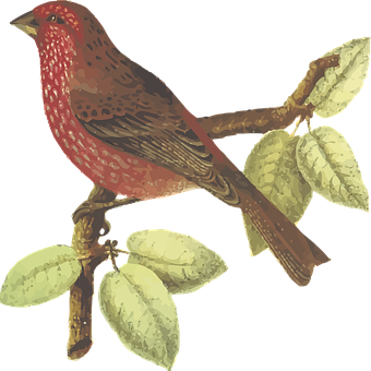Red Bird Perchedon Branch PNG
