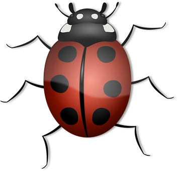Red Black Ladybug Illustration PNG