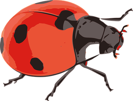 Red Black Ladybug Illustration PNG