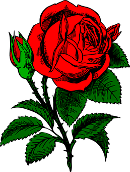 Red Black Rose Artwork PNG