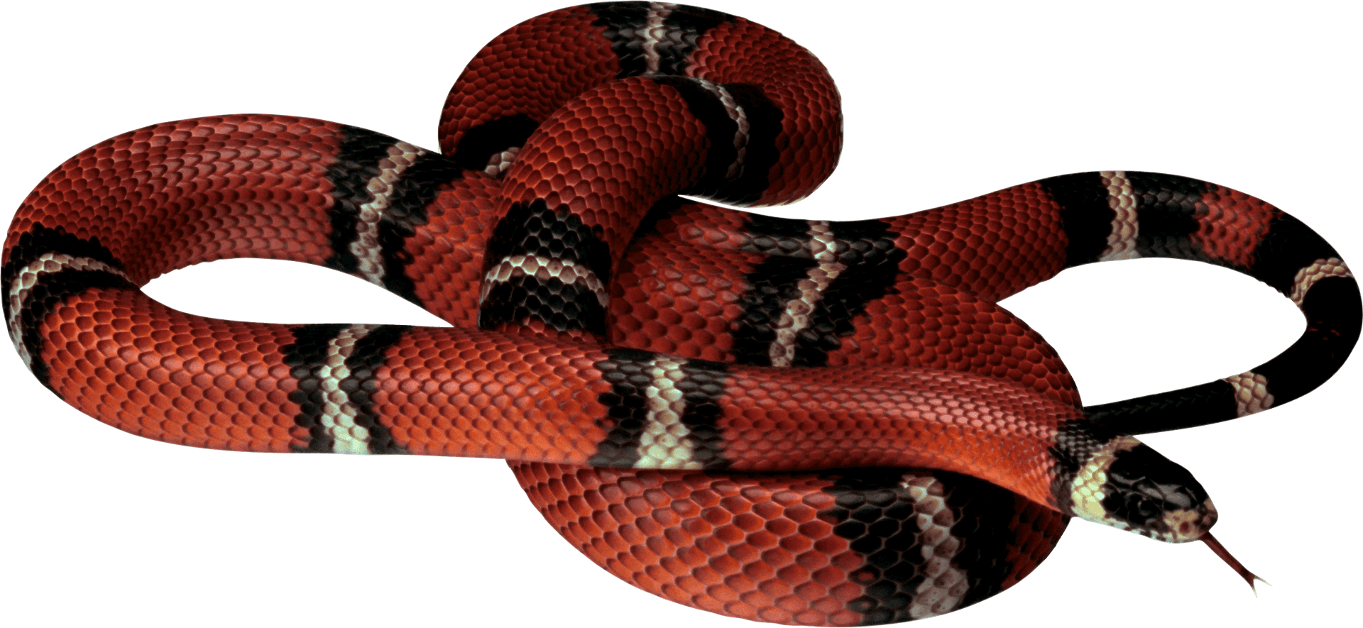Red Black Snake Coiled Pose PNG