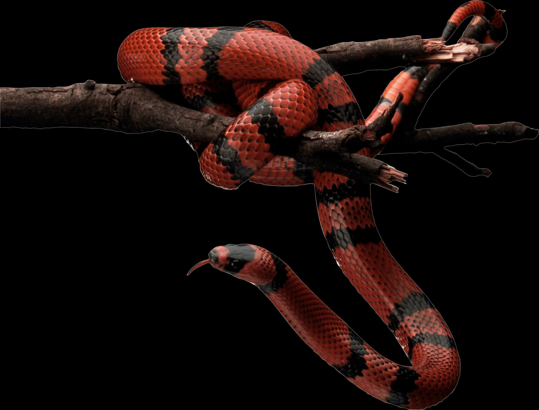 Red Black Snakeon Branch.jpg PNG
