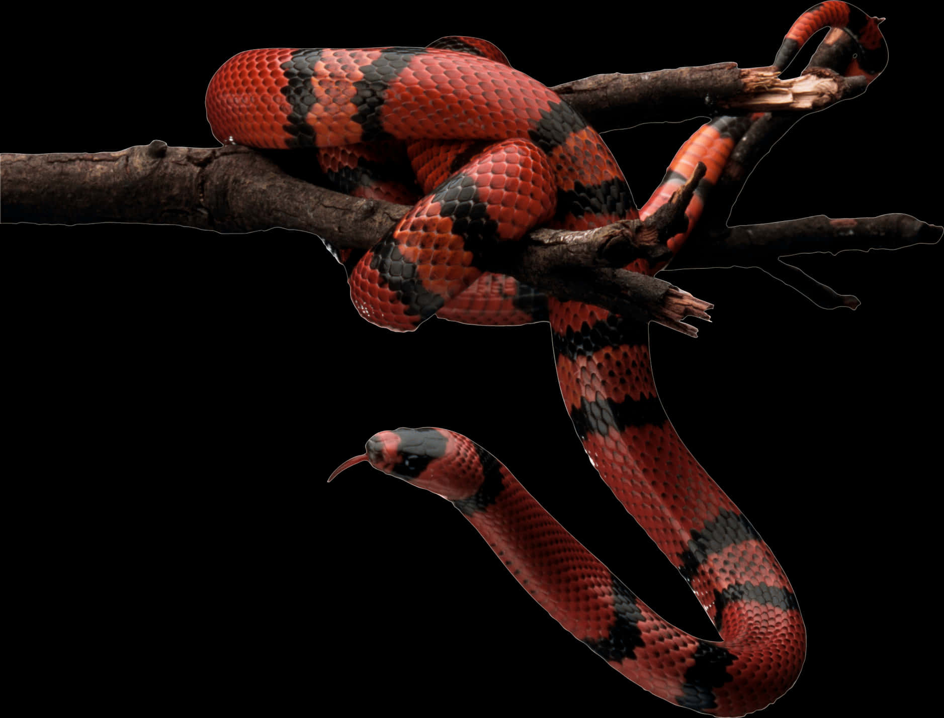 Red Black Snake On Branch.jpg PNG