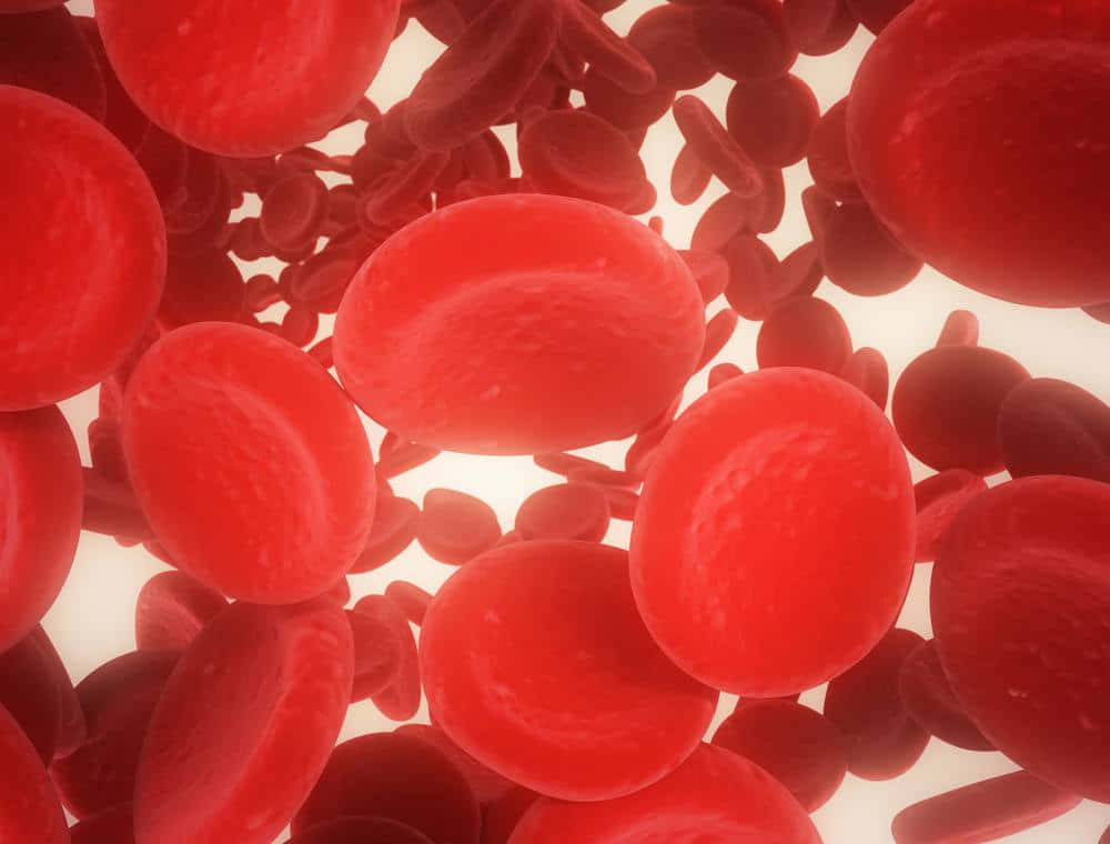 A Close-up View of Red Blood Cells in the Human Body Wallpaper