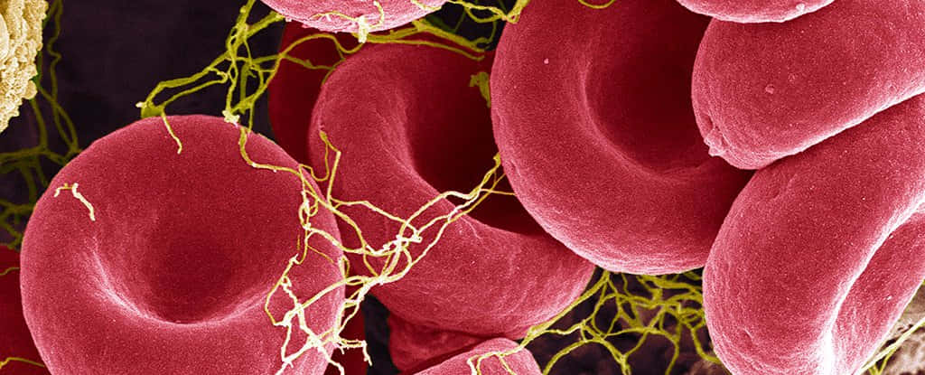 A close-up of healthy red blood cells in motion within the bloodstream. Wallpaper
