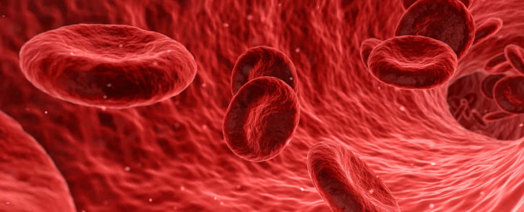 Red Blood Cells Close-up Wallpaper