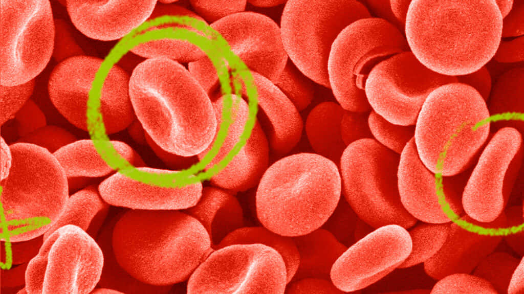 Red Blood Cells Flowing Through a Vein Wallpaper