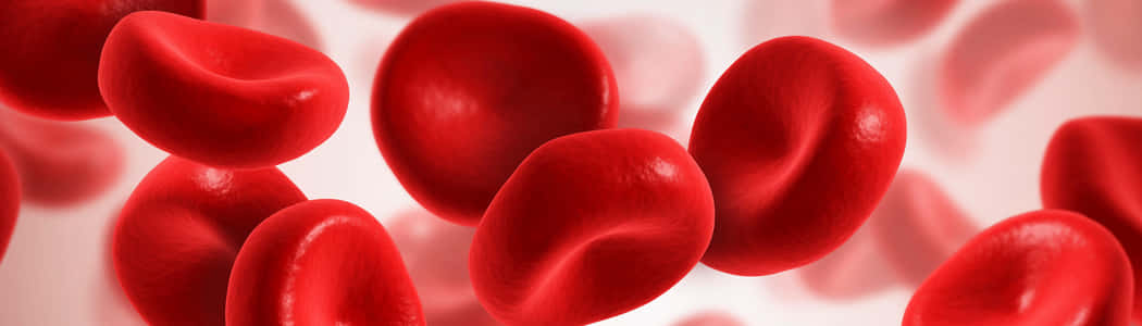 A Microscopic Close-Up View of Red Blood Cells Wallpaper