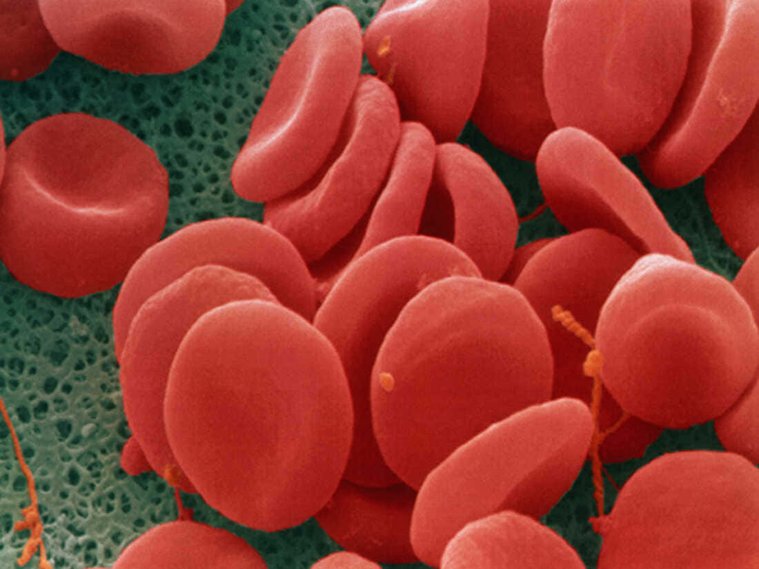 Caption: Close-up of Red Blood Cells in the human bloodstream. Wallpaper