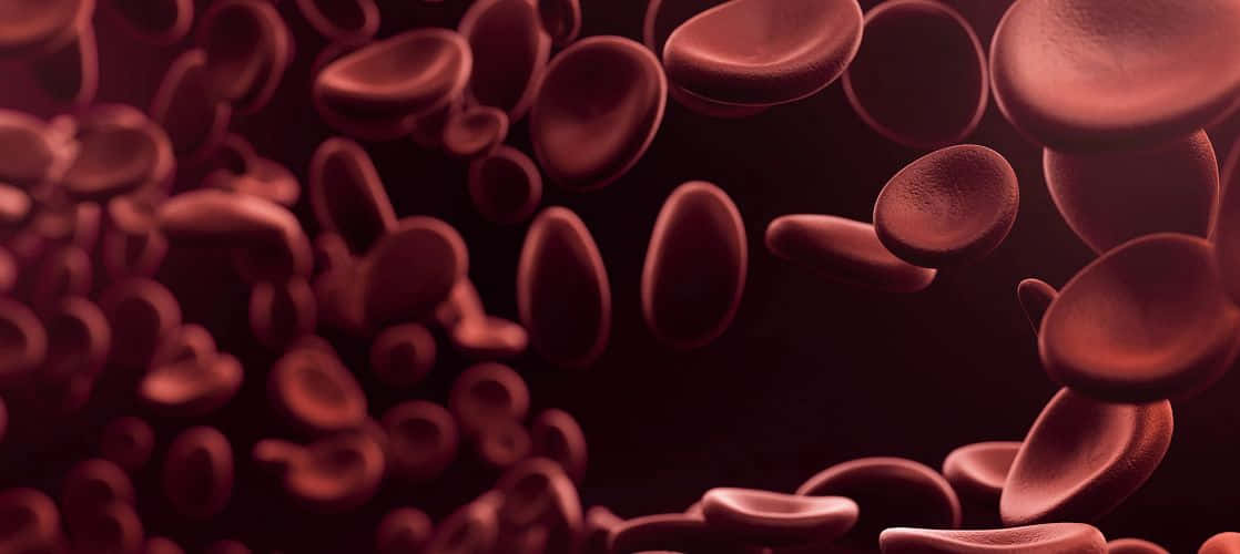 The microscopic structure and movement of red blood cells. Wallpaper