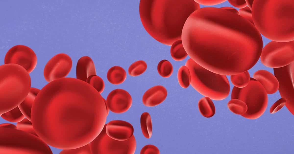 A close-up microscopic view of healthy red blood cells flowing in the bloodstream. Wallpaper