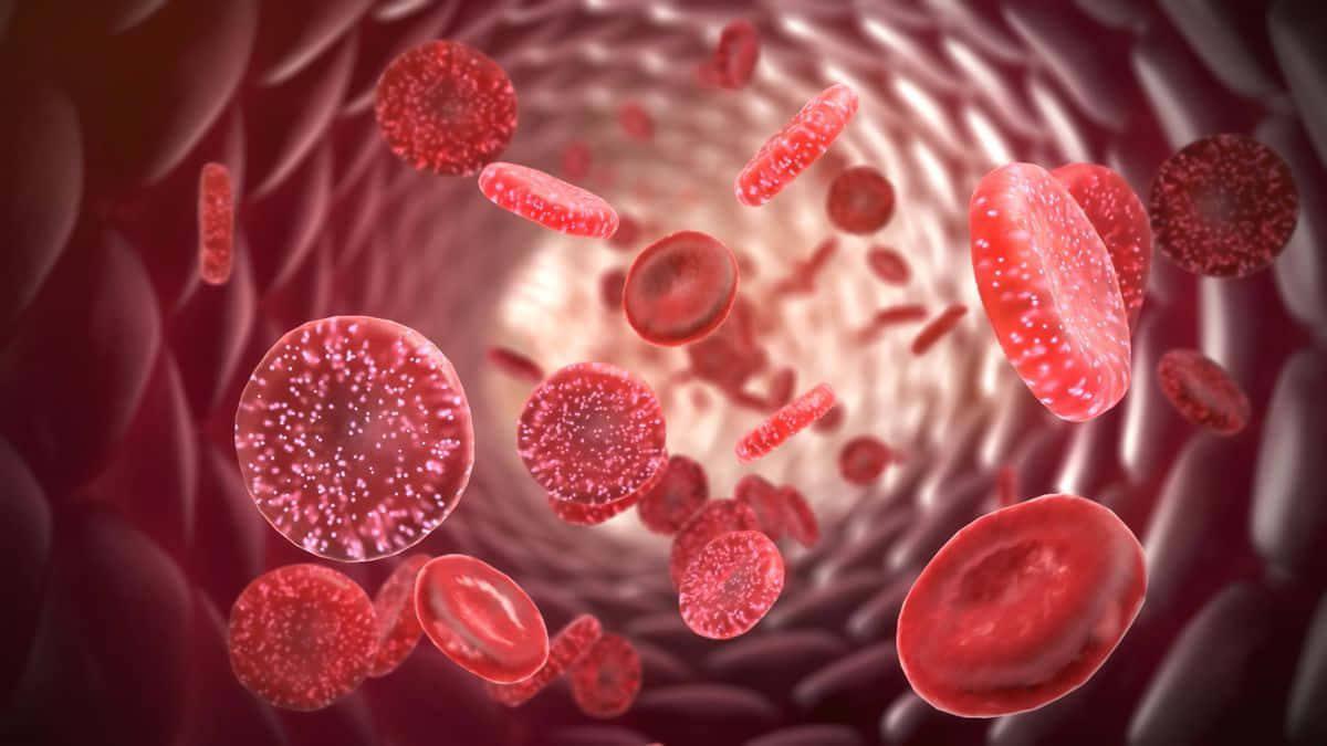 A close-up view of human red blood cells Wallpaper