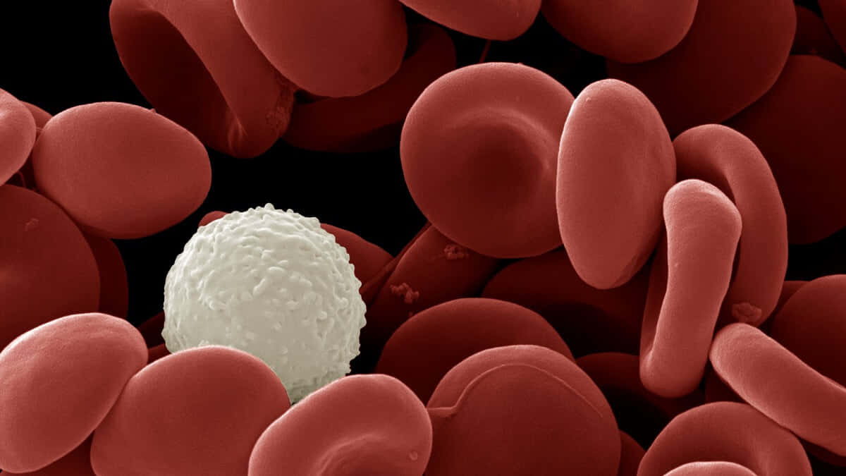Red Blood Cells in Motion Wallpaper