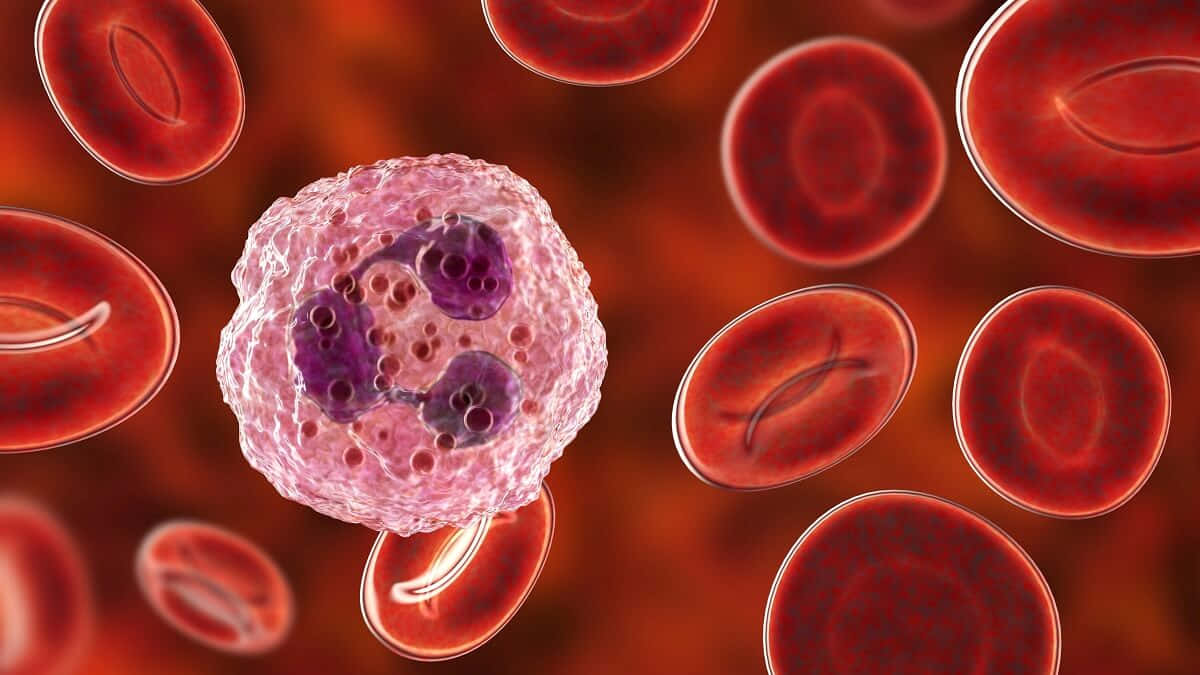 Red Blood Cells in Action Wallpaper