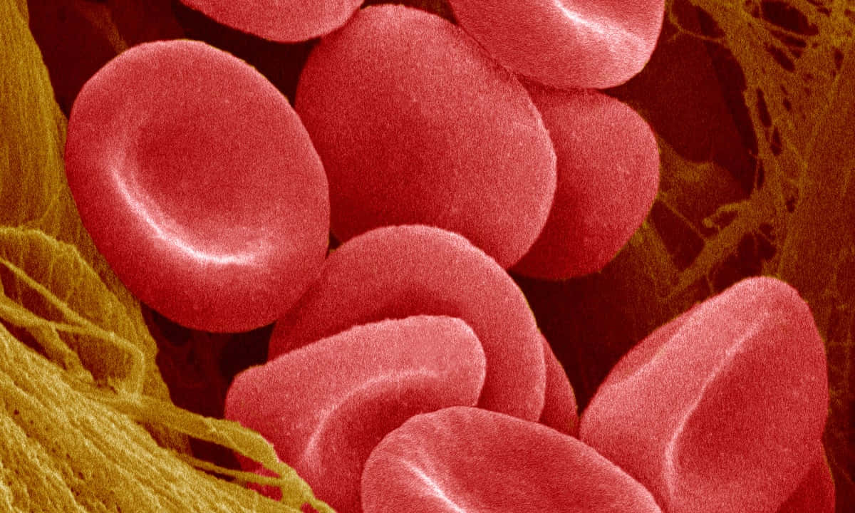 Red Blood Cells 1200 X 720 Wallpaper Wallpaper