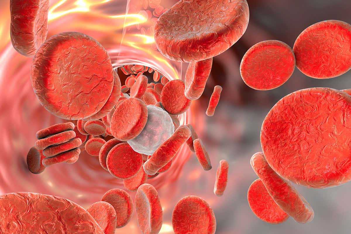A Close-up View of Red Blood Cells in the Human Body Wallpaper