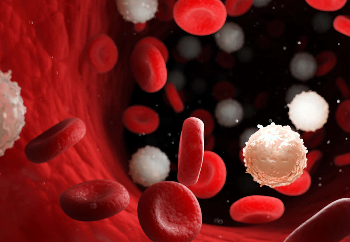Microscopic view of red blood cells in circulation Wallpaper