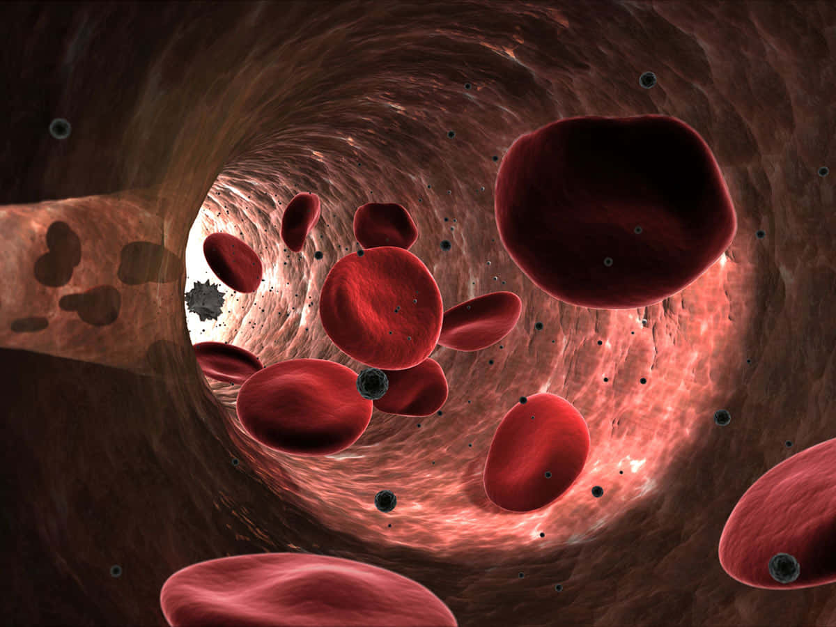 Close-up view of red blood cells in motion Wallpaper