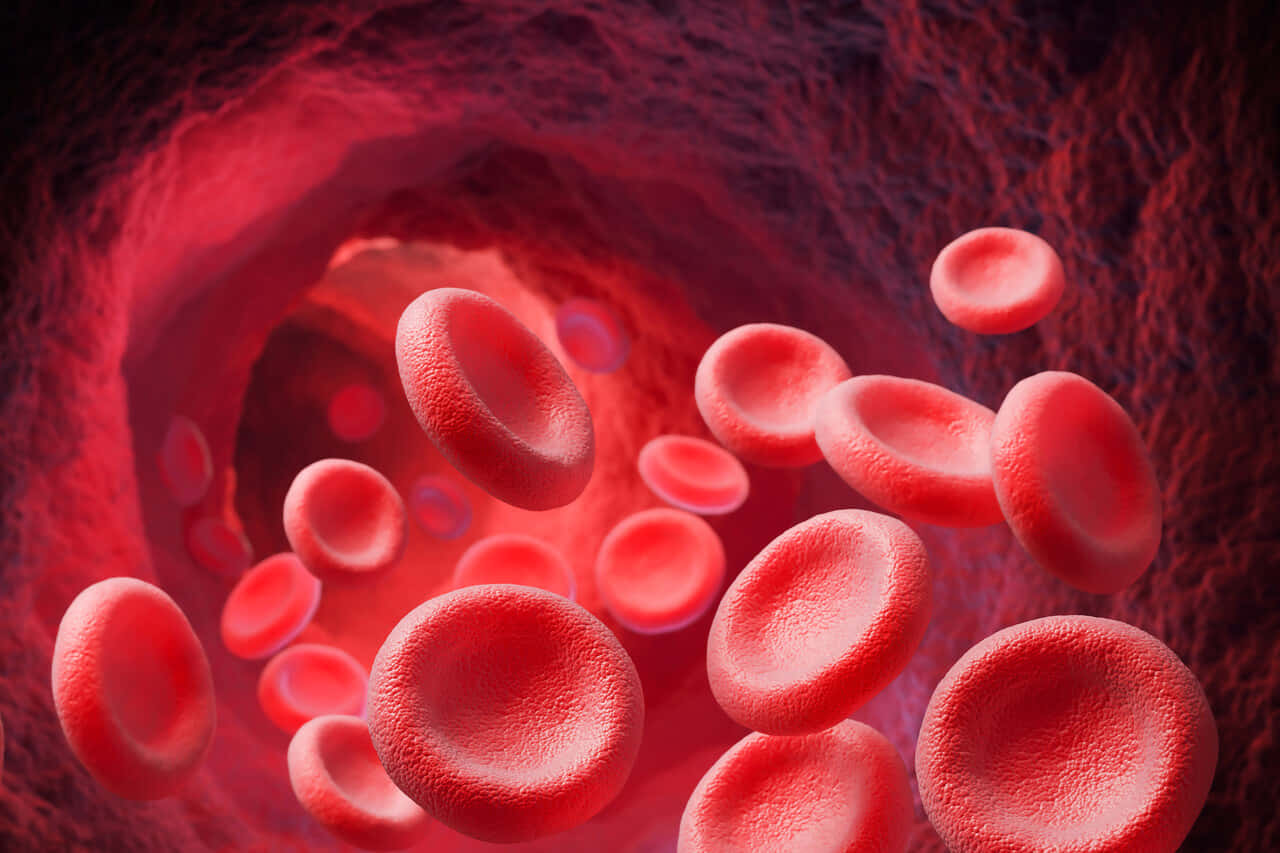 Célulasrojas De La Sangre Fluyendo A Través De Un Vaso Sanguíneo. Fondo de pantalla