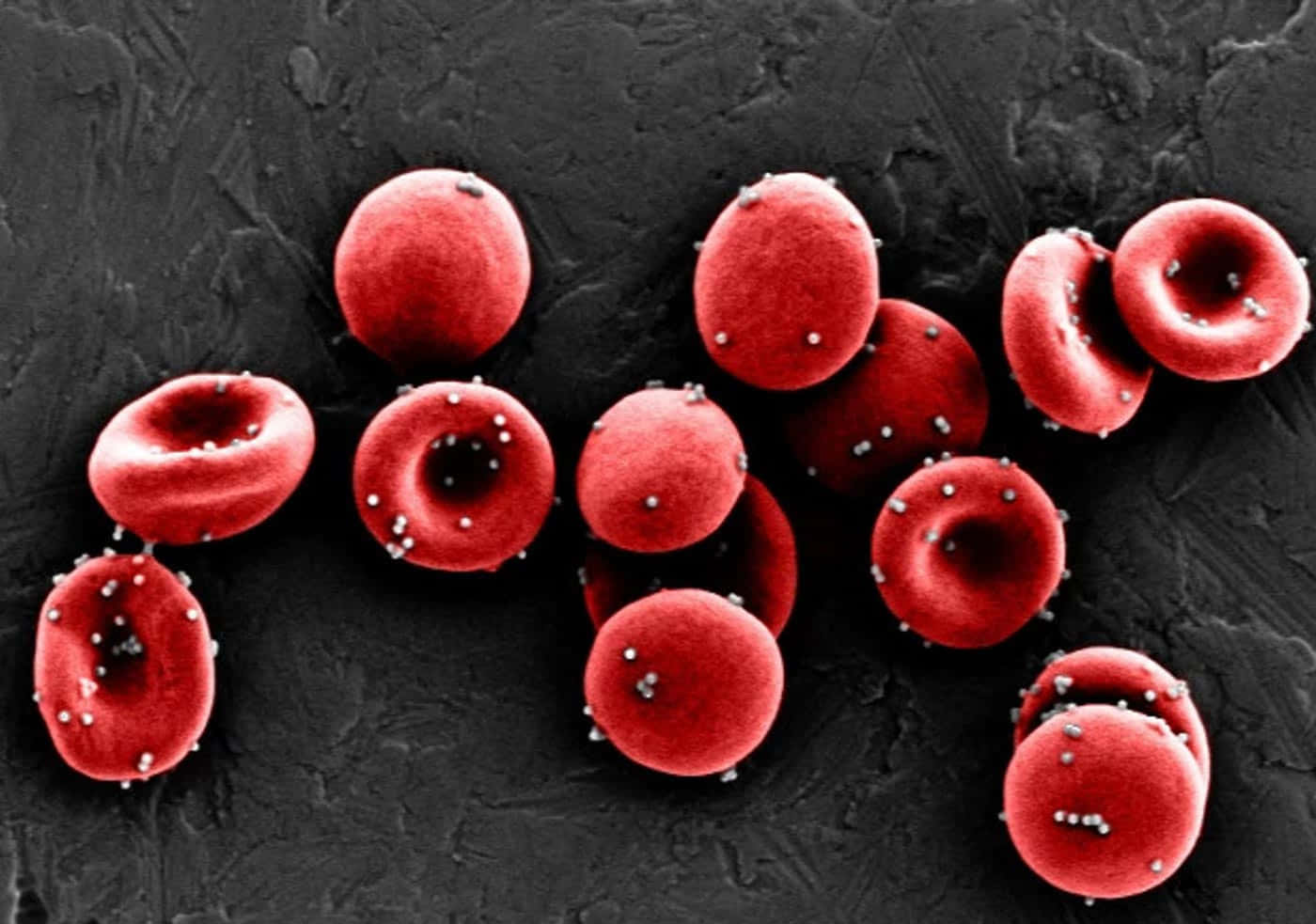 Red Blood Cells in High Definition Wallpaper