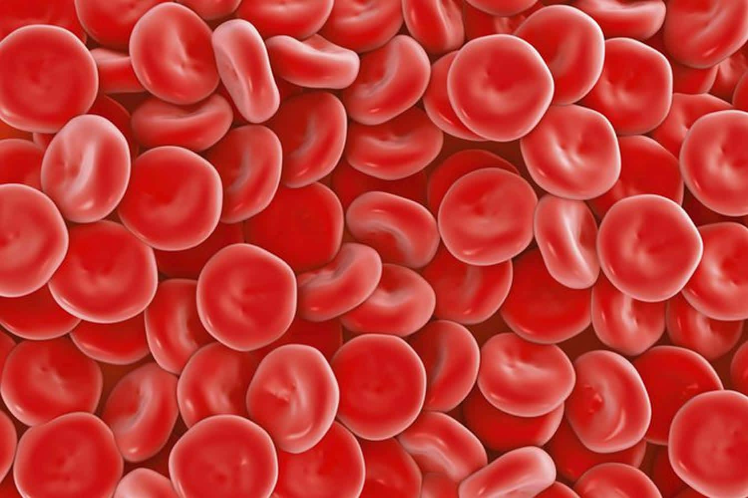 Red Blood Cells Flowing Through the Bloodstream Wallpaper