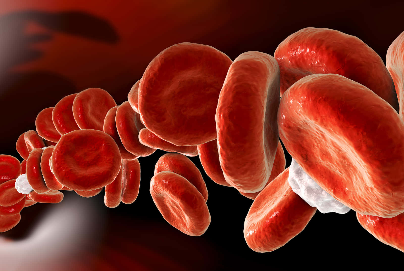 Vistade Cerca De Glóbulos Rojos En El Cuerpo Humano Fondo de pantalla