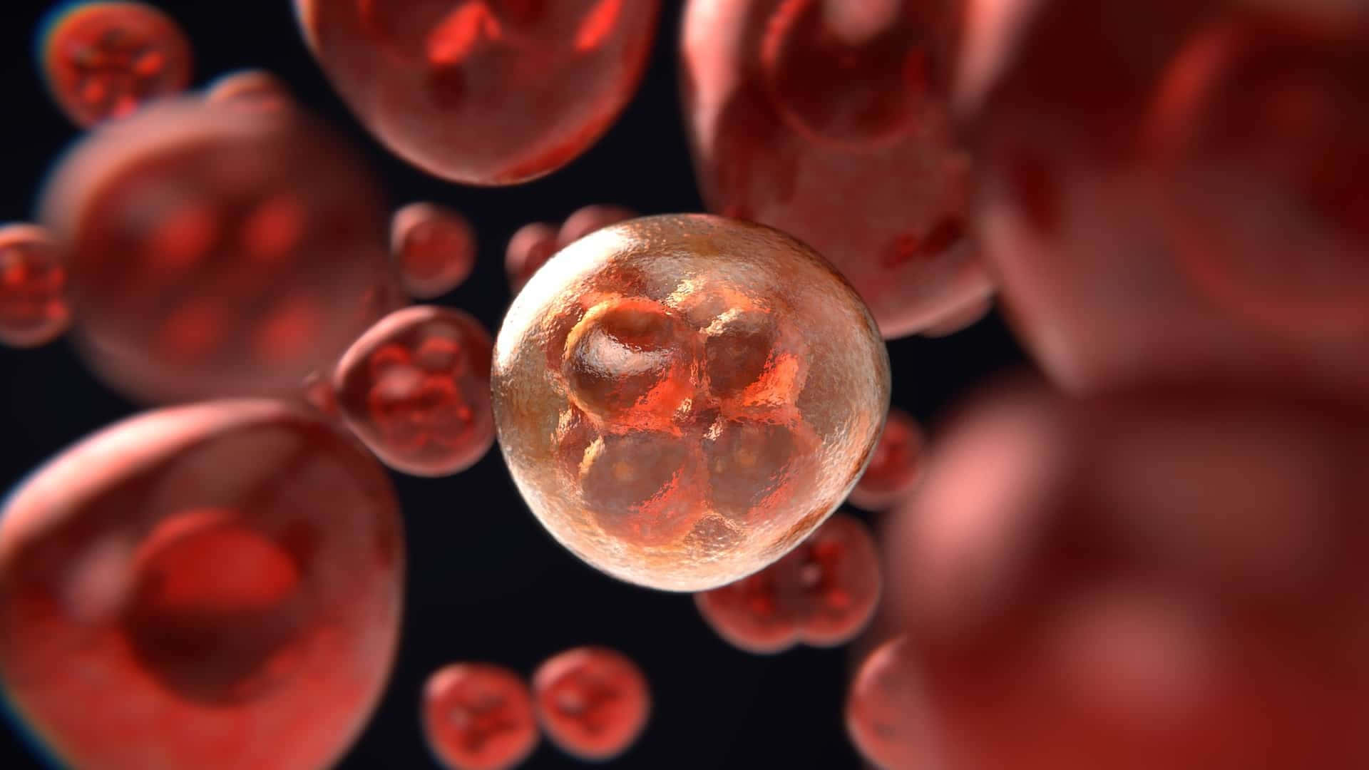 Close-up of Red Blood Cells Flowing Through a Blood Vessel Wallpaper